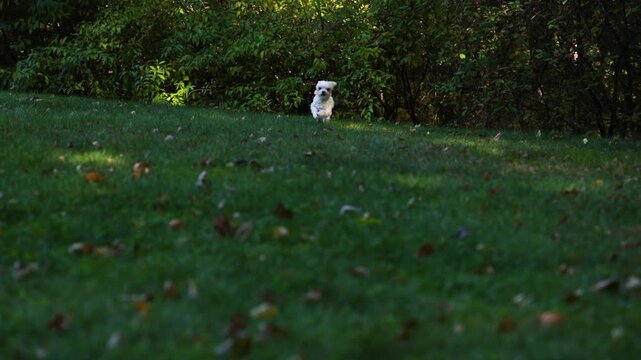 Happy Maltese Running Through Autumn Field Slow Motion 
