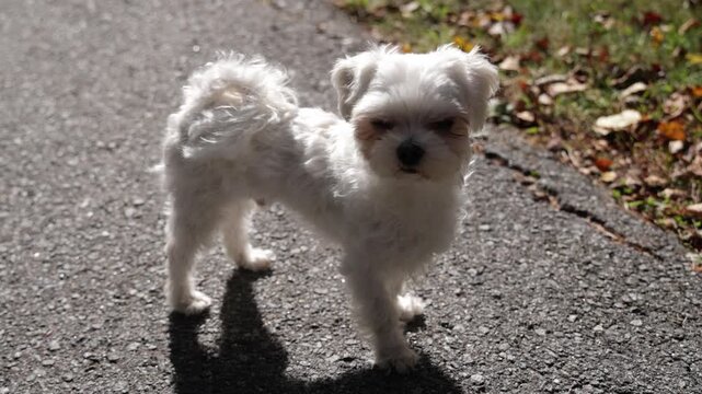 Happy Maltese Being A Good Boy In Sunlight