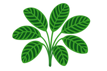 Fototapeta premium Calathea plant leaves vector illustration, creating natural green decor and botanical design elements on transparent background