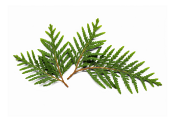 Thuja Occidentalis Branch Isolated on Transparent Background