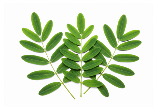 Three sprigs of fresh green pinnate leaves isolated on transparent background