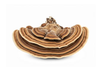 Turkey Tail Mushroom Medicinal Fungi for Health Supplements