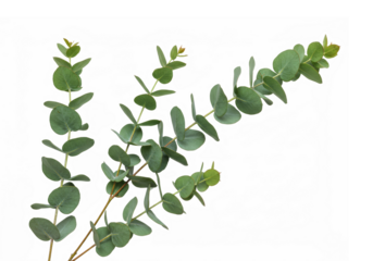 Two sprigs of fresh eucalyptus leaves isolated on transparent background