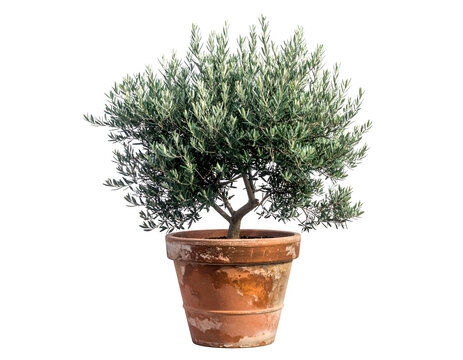 A small olive tree with silvery-green foliage, potted in a terracotta container