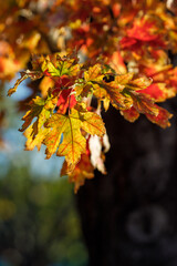 maple leaves in autumn