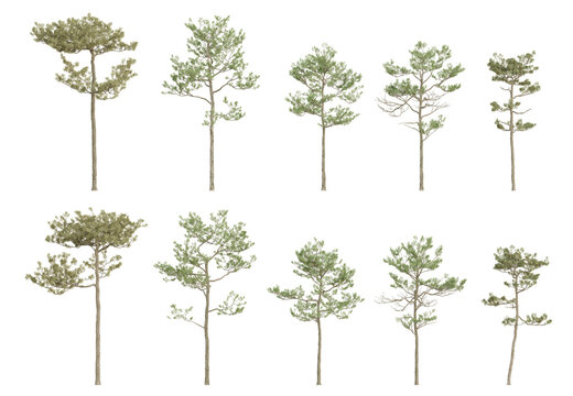 Realistic 3d illustration pine trees of Pinus elliottii on transparent background