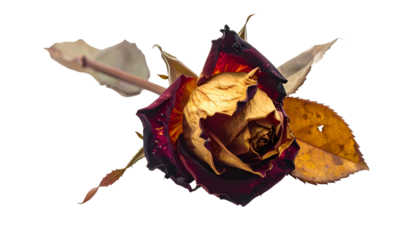 Close-up of a dying rose, dark burgundy petals fading to gold, with dried leaves