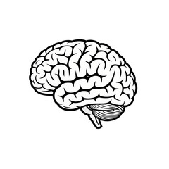 Brain illustration for medical designs and education