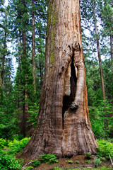 Fire Scarred Tree Trunk In Calaveras Big Trees State Park