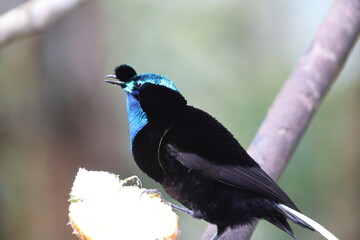 The ribbon-tailed astrapia, also known as Shaw Mayer's astrapia (Astrapia mayeri), is a species of bird-of-paradise.
