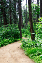 Dirt Foot Path Through Fire Damaged Trees