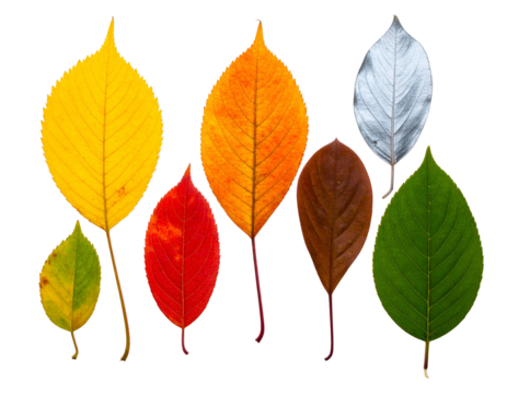 Seven colorful leaves arranged, displaying varying fall colors against a black background