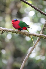 Stella's lorikeet (Charmosyna stellae goliathina) is a species of parrot in the family Psittaculidae. It is endemic to New Guinea. This photo was taken in Mt.Hagen.