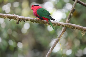 Stella's lorikeet (Charmosyna stellae goliathina) is a species of parrot in the family...