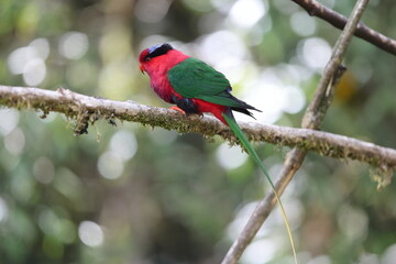 Stella's lorikeet (Charmosyna stellae goliathina) is a species of parrot in the family Psittaculidae. It is endemic to New Guinea. This photo was taken in Mt.Hagen.
