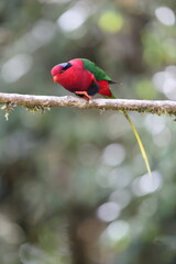 Stella's lorikeet (Charmosyna stellae goliathina) is a species of parrot in the family Psittaculidae. It is endemic to New Guinea. This photo was taken in Mt.Hagen.