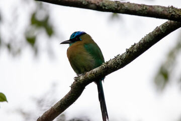 A Lesson's Motmot in Costa Rica