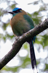 A Lesson's Motmot in Costa Rica