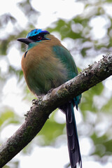 A Lesson's Motmot in Costa Rica