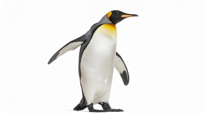 Fototapeta premium Emperor penguin isolated on white background