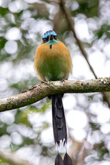 A Lesson's Motmot in Costa Rica