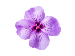 Isolated purple flower with five petals and dark purple veins on a black background, Isolated On Transparent Background