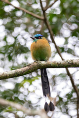 A Lesson's Motmot in Costa Rica