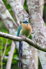 A Lesson's Motmot in Costa Rica