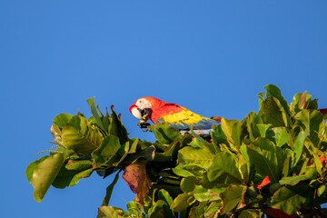 A Scarlet Macaw in Costa Rica