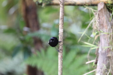 Stella's lorikeet (Charmosyna stellae goliathina) is a species of parrot in the family...