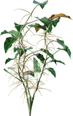 leaf, green, isolated, plant, tree, branch, nature, white, flower, leaves, herb, fresh, growth, spring, fruit, bush, flora, foliage, bud, ivy, white background, botany, food, blossom, natural