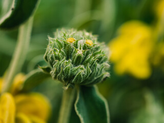 Green plant in the garden