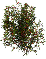 tree, christmas, nature, plant, branch, leaf, isolated, flower, holiday, leaves, christmas tree, pine, foliage, summer, garden, season, forest, decoration, environment, grass, fruit