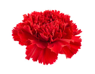 A vibrant, close-up view of a fully bloomed red flower against a black backdrop