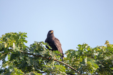 A Common Black Hawk in Costa Rica