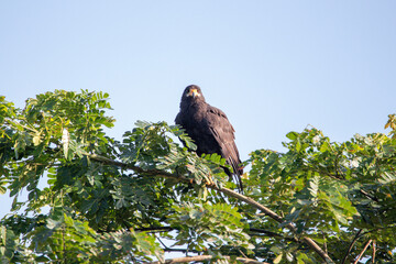 A Common Black Hawk in Costa Rica