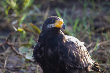 A Common Black Hawk in Costa Rica