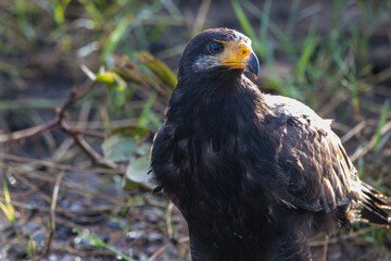 A Common Black Hawk in Costa Rica