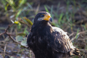 A Common Black Hawk in Costa Rica