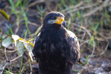 A Common Black Hawk in Costa Rica