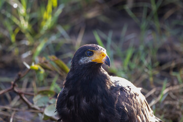A Common Black Hawk in Costa Rica