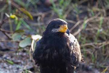 A Common Black Hawk in Costa Rica