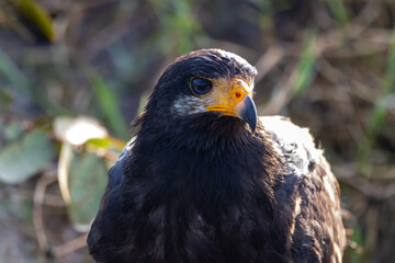 A Common Black Hawk in Costa Rica