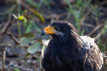 A Common Black Hawk in Costa Rica