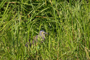 A Bare-throated Tiger-Heron in Costa Rica