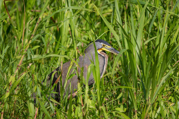 A Bare-throated Tiger-Heron in Costa Rica