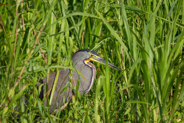 A Bare-throated Tiger-Heron in Costa Rica