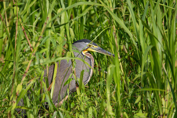 A Bare-throated Tiger-Heron in Costa Rica