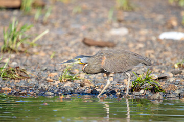 A Bare-throated Tiger-Heron in Costa Rica