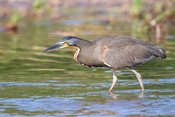 A Bare-throated Tiger-Heron in Costa Rica